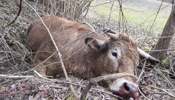 [Zoologie - Pétition] Une vache tuée de 70 balles près de Charleville Mézières (08) par la police (mars 2014) Une_va10