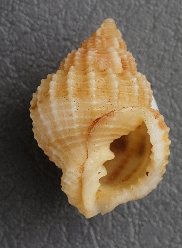 Bivetiella similis (G. B. Sowerby I, 1833)  Cancel11