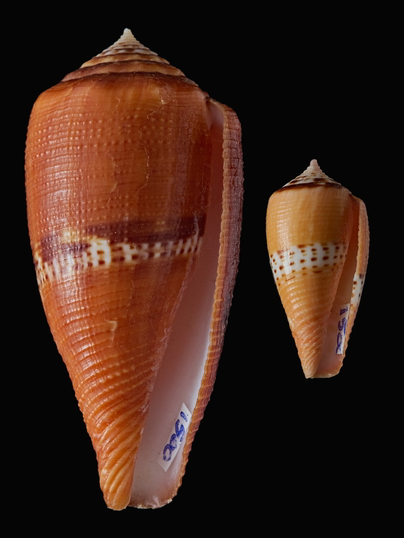 Conidae Conus (Rubroconus) coccineus   Gmelin, 1791 - Page 2 Rubroc10