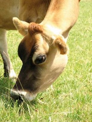 Les vaches, sources de tous les biens Jersia10