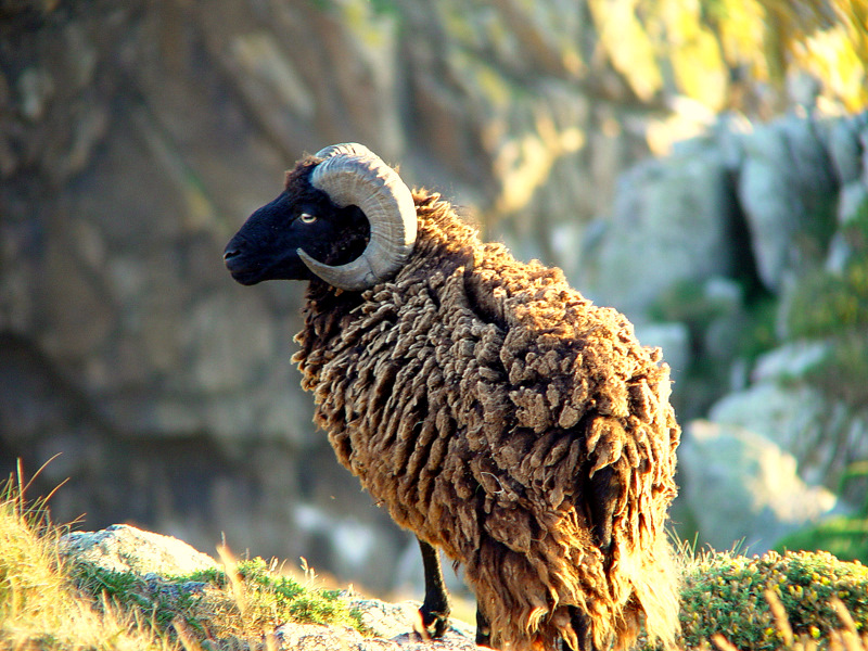 Moutons de la Réserve du Cap Sizun Photo_10