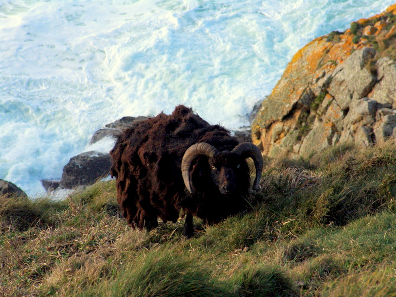 Moutons de la Réserve du Cap Sizun Photo_11