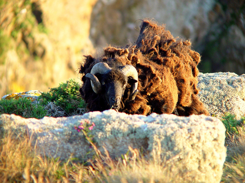 Moutons de la Réserve du Cap Sizun Photo_12