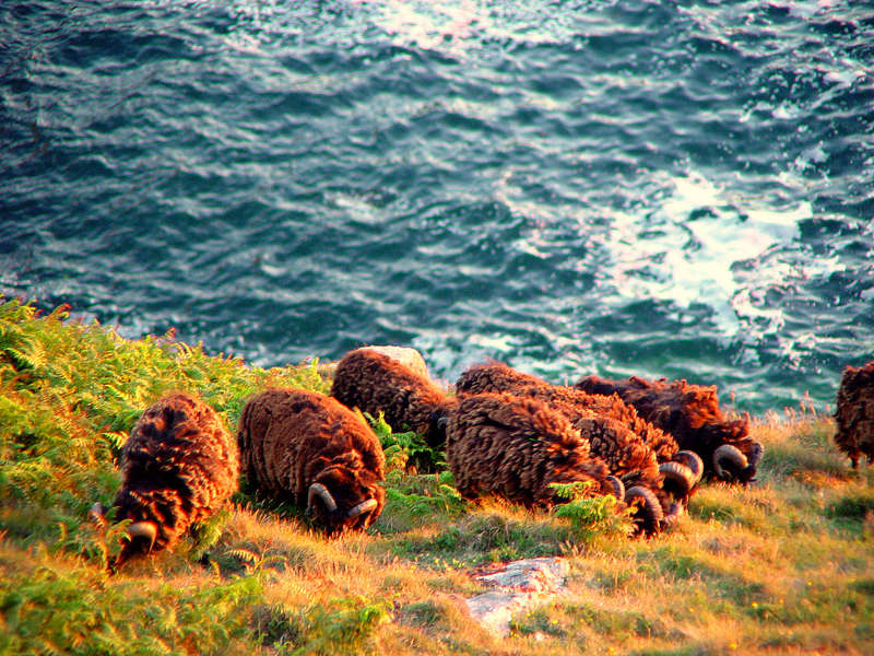 Moutons de la Réserve du Cap Sizun Photo_13