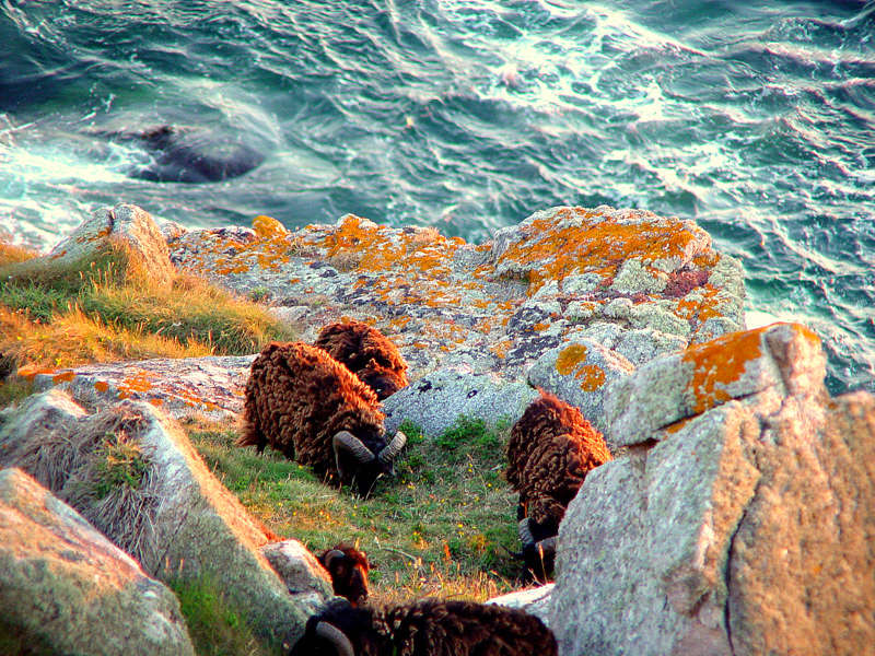 Moutons de la Réserve du Cap Sizun Photo_15