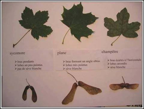 Problématique achat maison + terrain : érables sycomores Yrable10