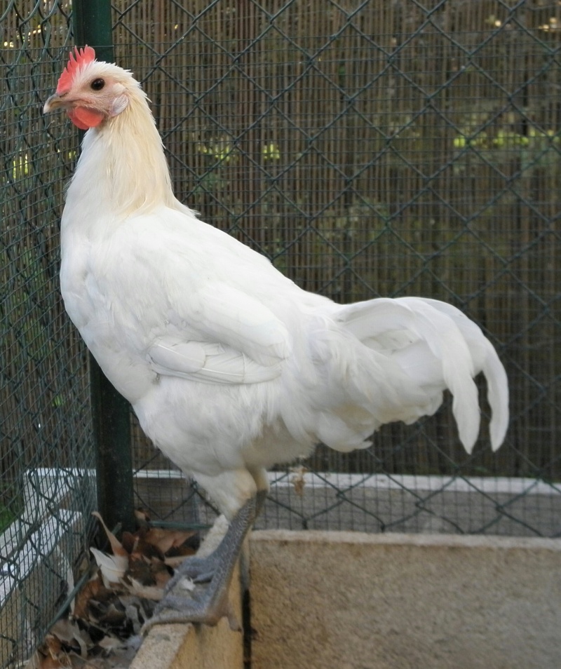 bresse gauloise blanche ( petit coq devient grand ) Pb030028
