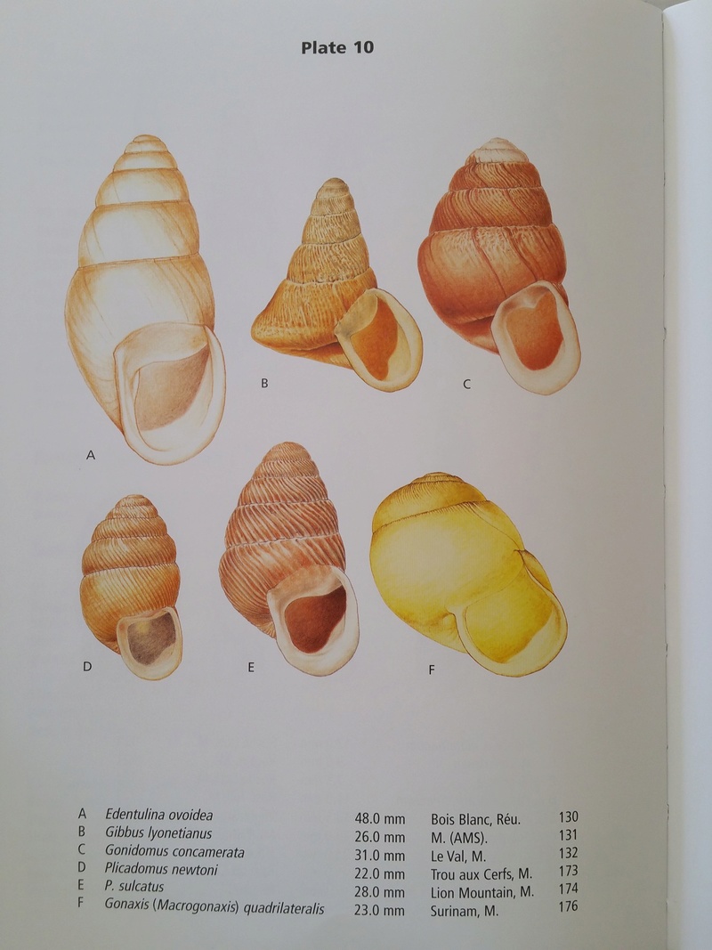 Gonidomus concamerata (Wood, 1828) 20170613