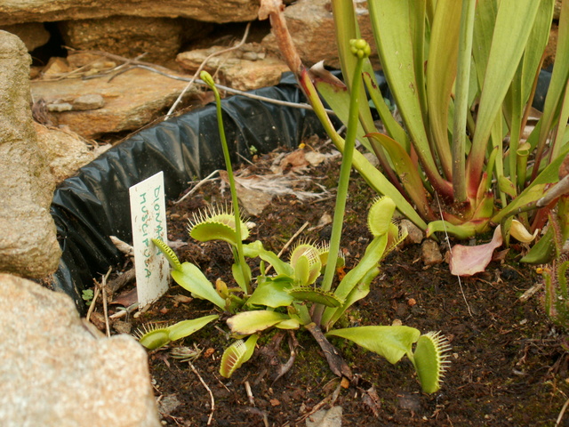 Sarracenia leucophylla Dionae10