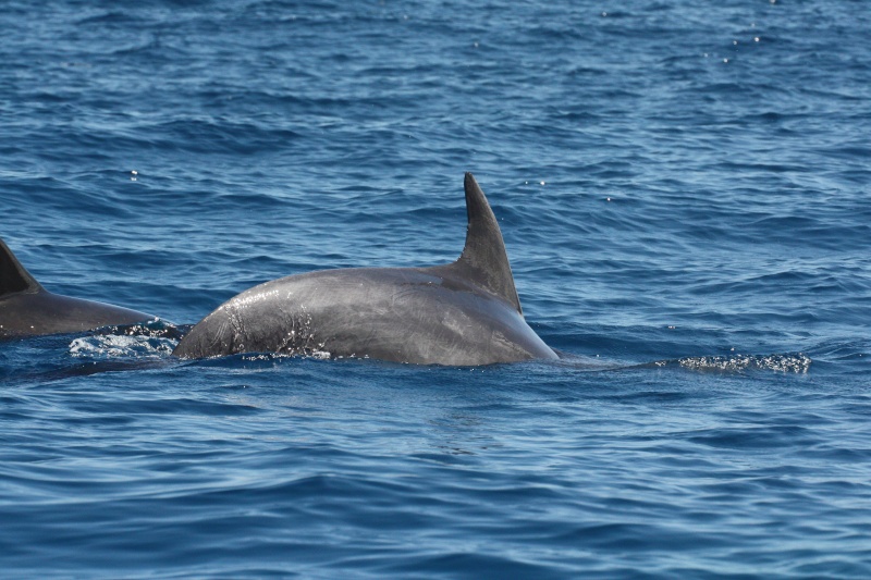 Mauritius Delfin10
