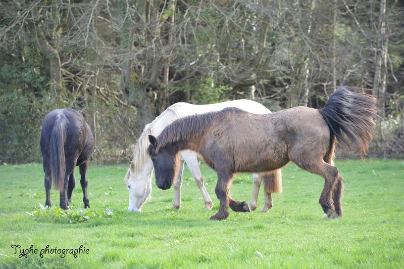 Les chevaux Dorélia  - Page 28 17358610