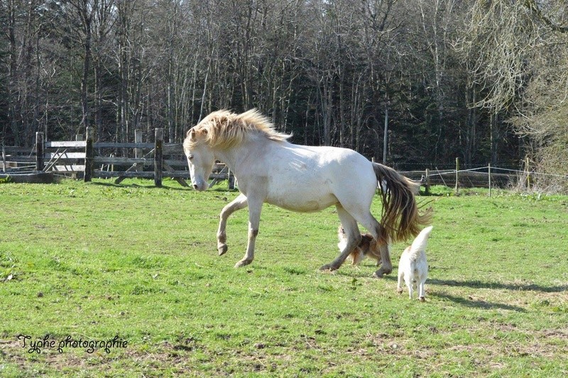 Les chevaux Dorélia  - Page 28 17434810