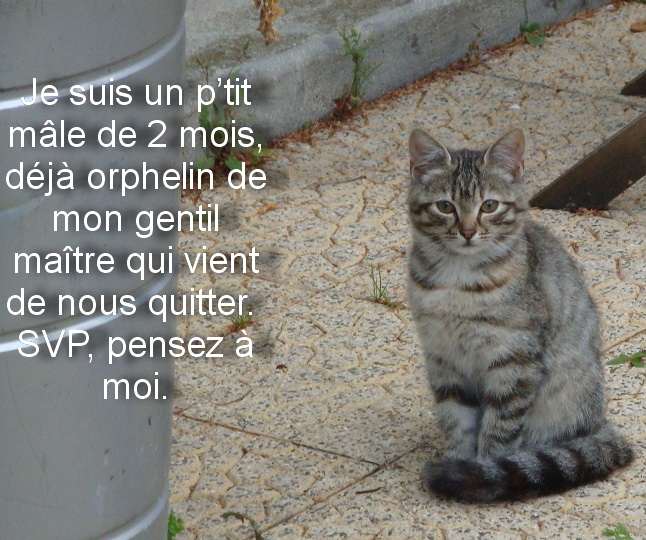 Urgence pour 6 chat(on)s sur Valenciennes (59) Chatte10