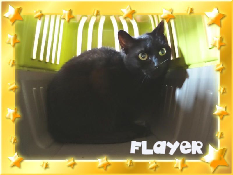 Flayer femelle noire, née le 26 avril 2010 (59) "arche du va Flayer10