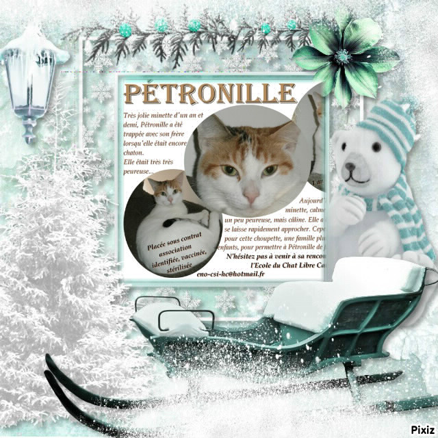 PETRONILLE - blanche/rousse - née en 02/2012 - ECL CAILLER Petron10