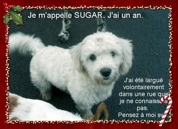 Sugar mâle croisé Bichon/Caniche, né fin 2012 (59) "vagabond Sugard11