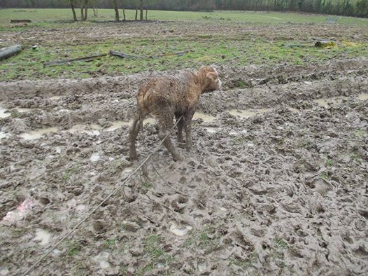 maltraitance  en haute marne  Vache10