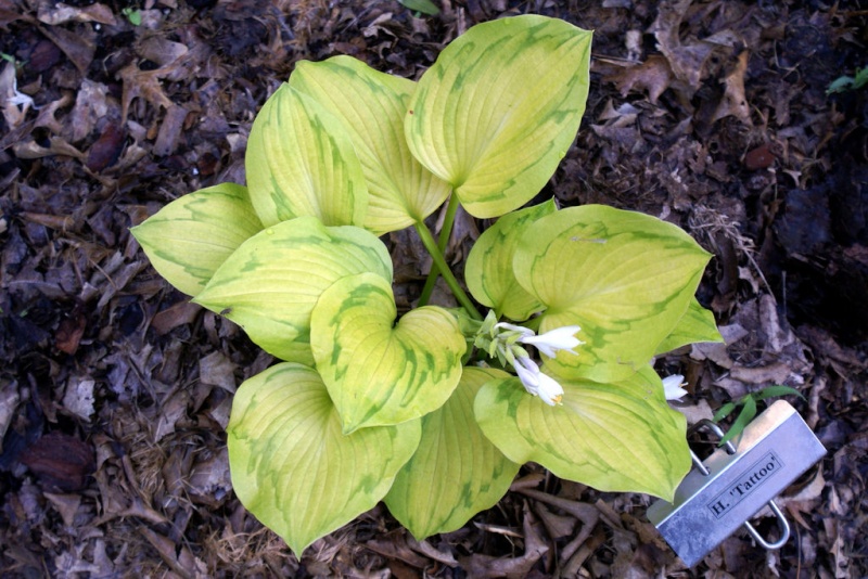 Hosta Hosta-10