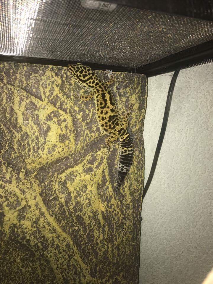 Ma "geckotte" léopard Image12