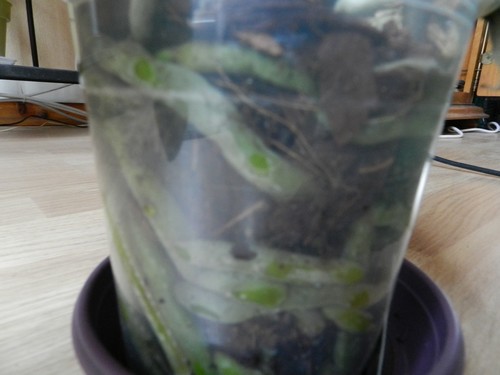 phalaenopsis aux feuilles fripées et ramollies  Dscn4118