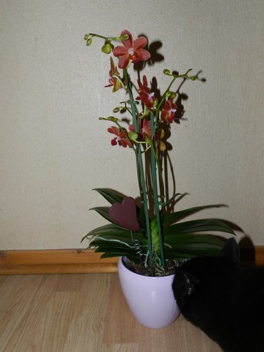nouveau phalaenopsis  Dscn4211