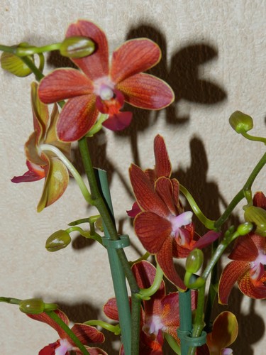 nouveau phalaenopsis  Dscn4212