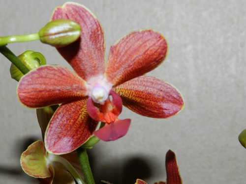 nouveau phalaenopsis  Dscn4214