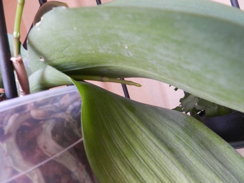 Comment diriger la hampe d'un phalaenopsis? Dscn4618