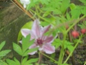 clematite Dscn3313