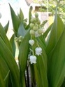 Thème du mois d'avril 2014 : Fleurs ou bouquets de fleurs du printemps Muguet10