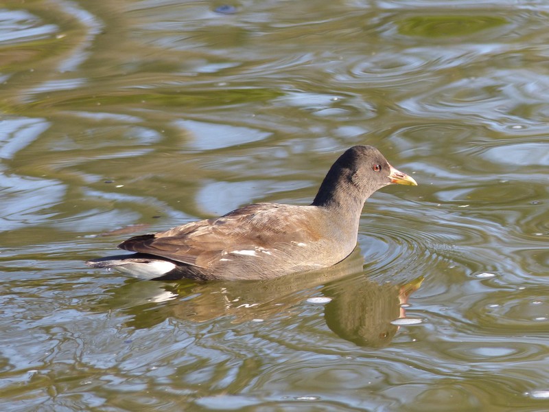 Oiseaux du jardin public ! poules d'eau,oies, canards et rouge gorge Copie118