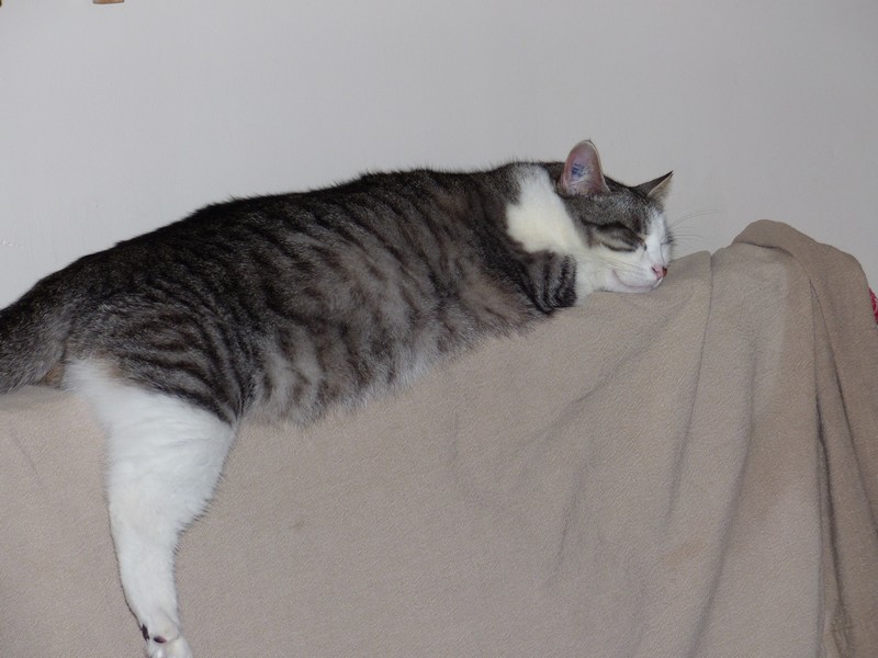 Mon chat qui dort ssur le radiateur ! Copie210