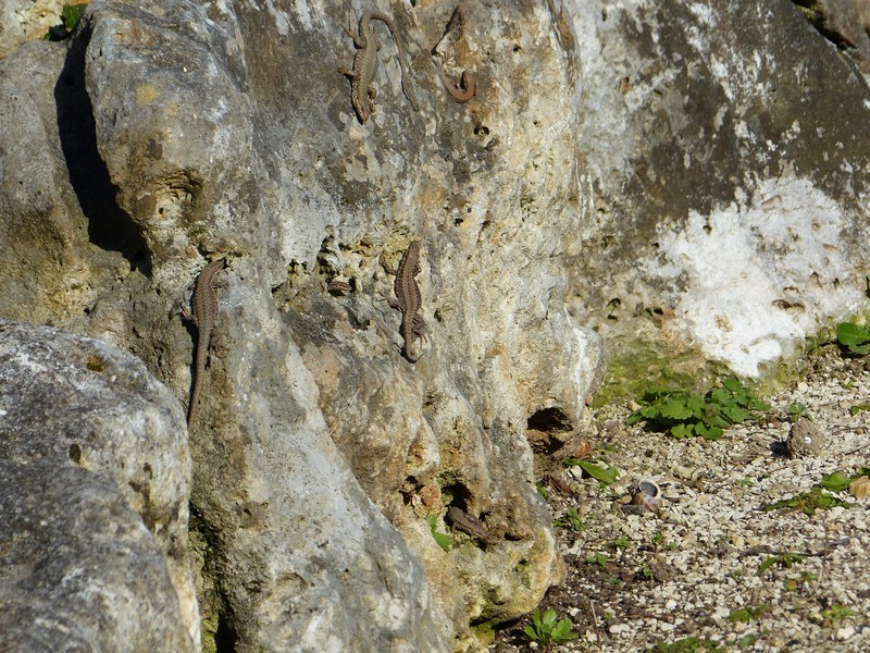 Des lézards et encore des lézards pleins de lézards !! Copie227