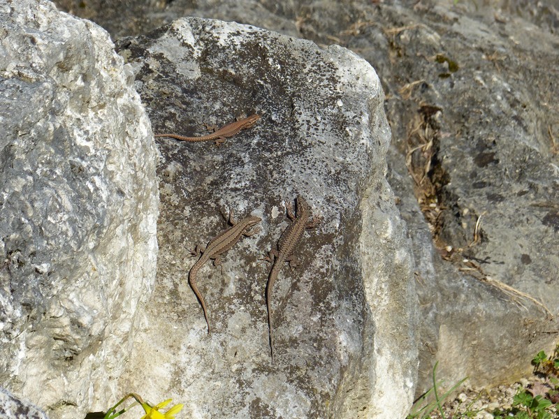 Des lézards et encore des lézards pleins de lézards !! Copie233