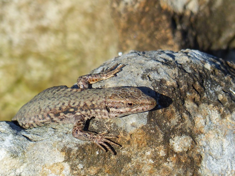 Des lézards et encore des lézards pleins de lézards !! Copie234