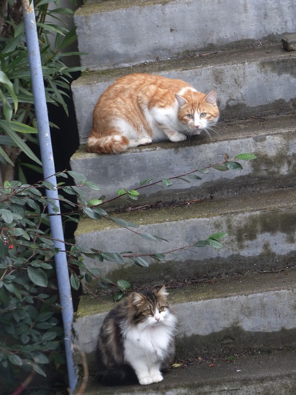 Et de deux chats dans la jardin ! :) Copie251