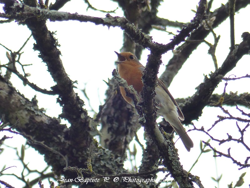 Rouge gorge au parc Copie270