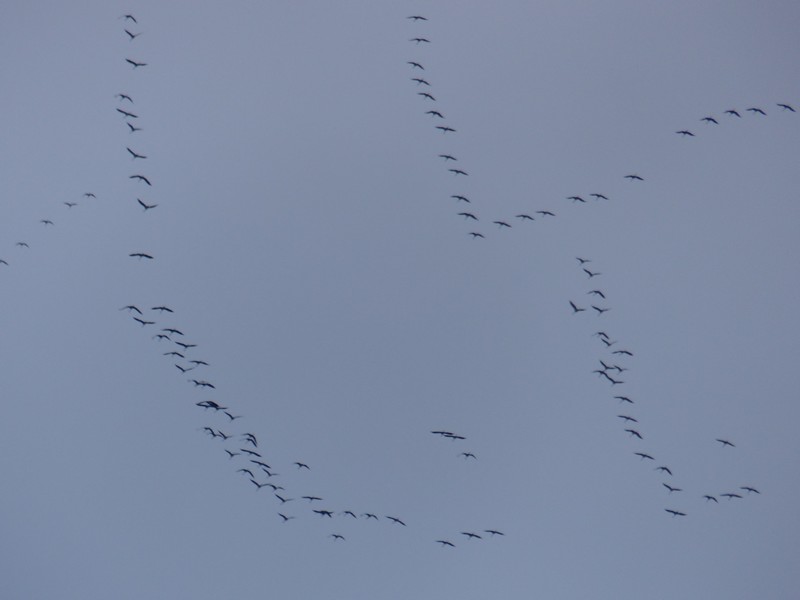 Vol de grues cendrées le 13 Novembre 2013 des dizaines de milliers ! Copie_52