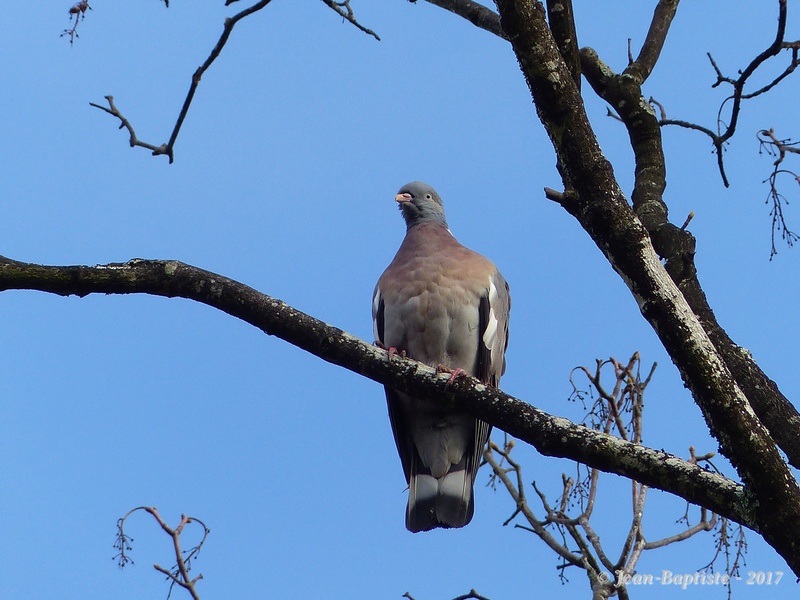  Toutes les photos d'oiseaux de Ptit moineau - Page 3 P1700313