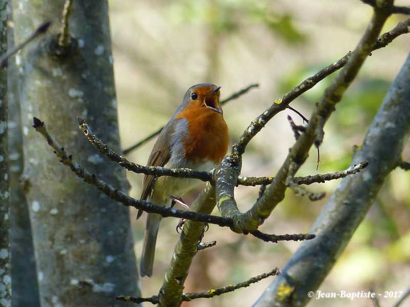  Toutes les photos d'oiseaux de Ptit moineau - Page 4 P1720710