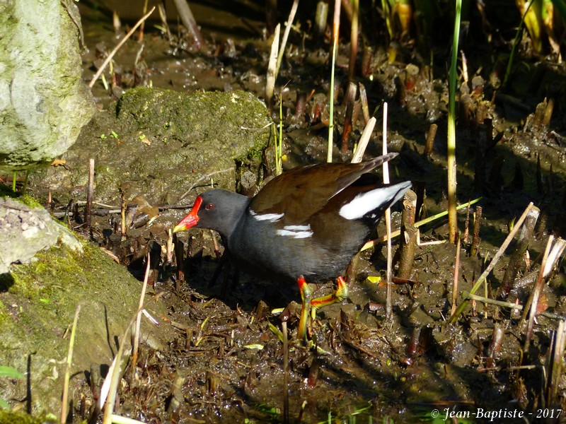 Gallinule poule d'eau P1730311