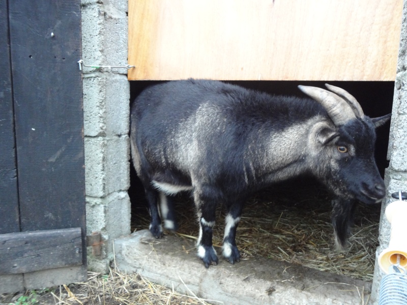 Des nouvelles des petits Bretons  Dsc01516