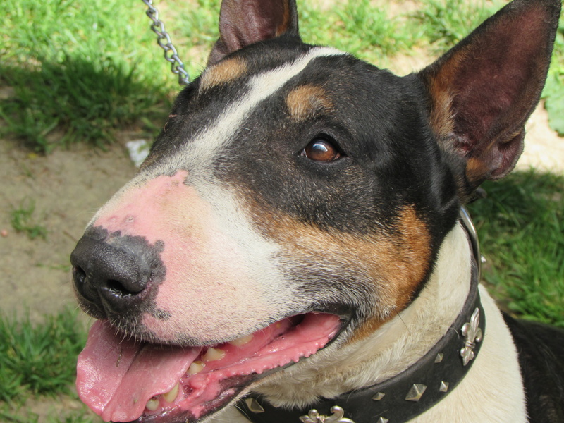 ENCO BULL TERRIER - Page 3 00937