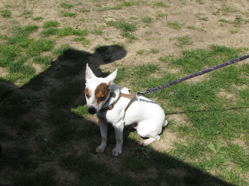 LOULOU, X Jack Russel 01332