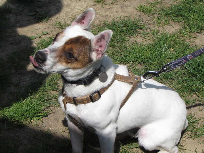 LOULOU, X Jack Russel 01428