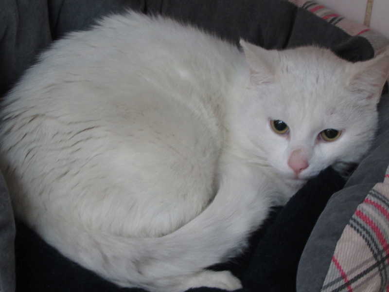 OLAF LE CHAT 01626