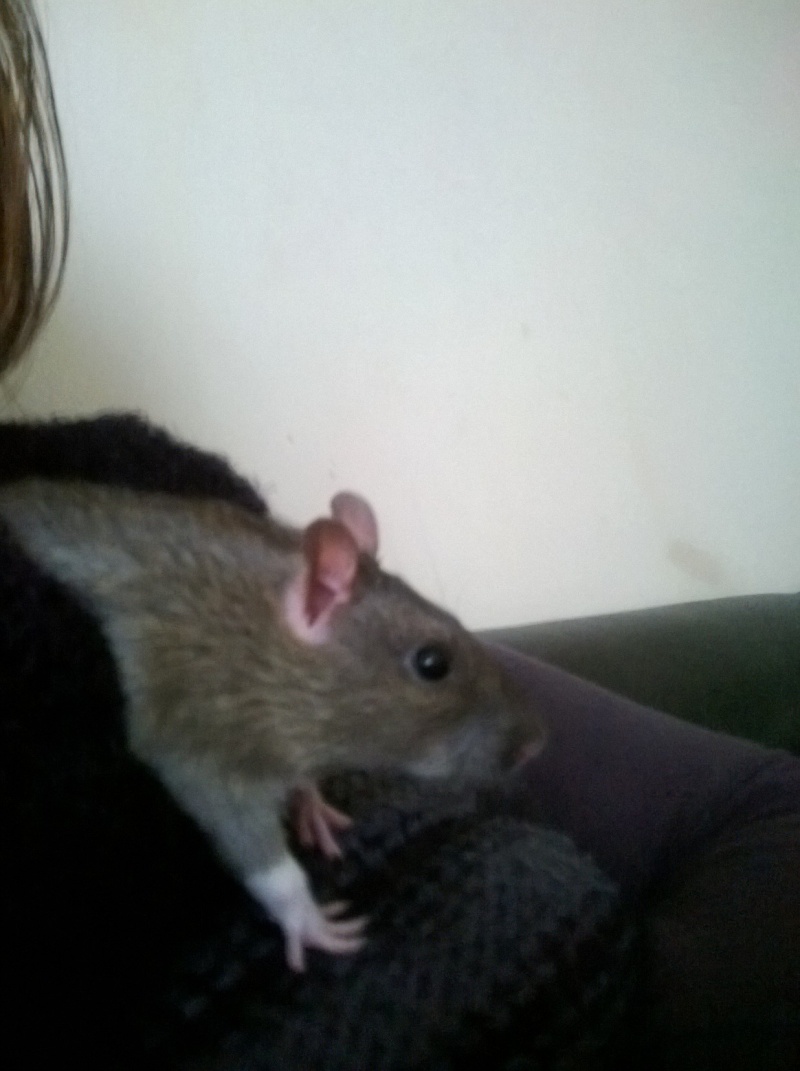 Reste 2 femelles agouti, et une femelle havane hooded dark rubis  Img_5610