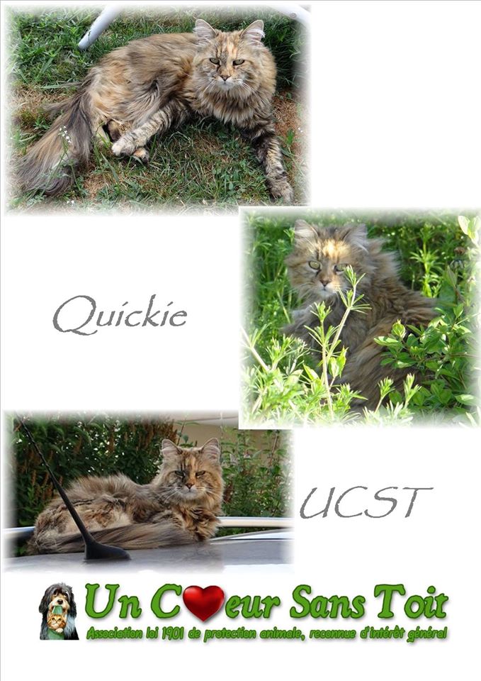 QUICKIE magnifique minette FIV+ de 9 ans Quicki10