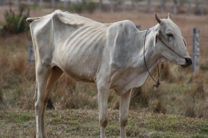 71 % des Français mangent de la viande bio  10291810