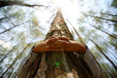 La science prouve qu’étreindre des arbres est bon pour la santé Bbdc9010